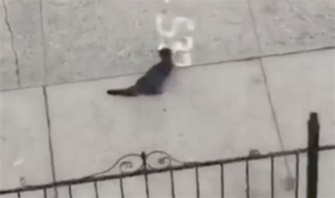 cat screen for balcony|cat getting thrown off balcony.